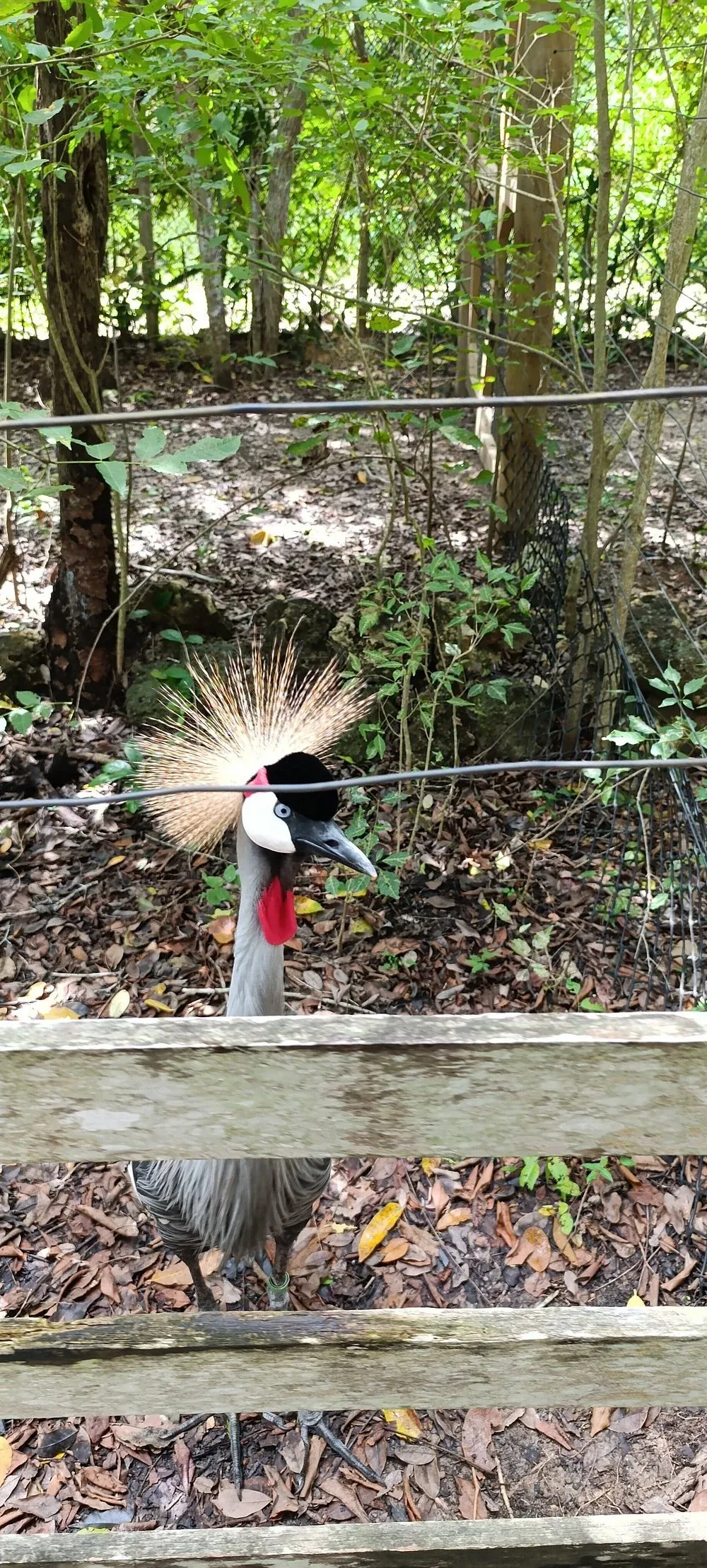 Más de dos mil aves en un solo lugar