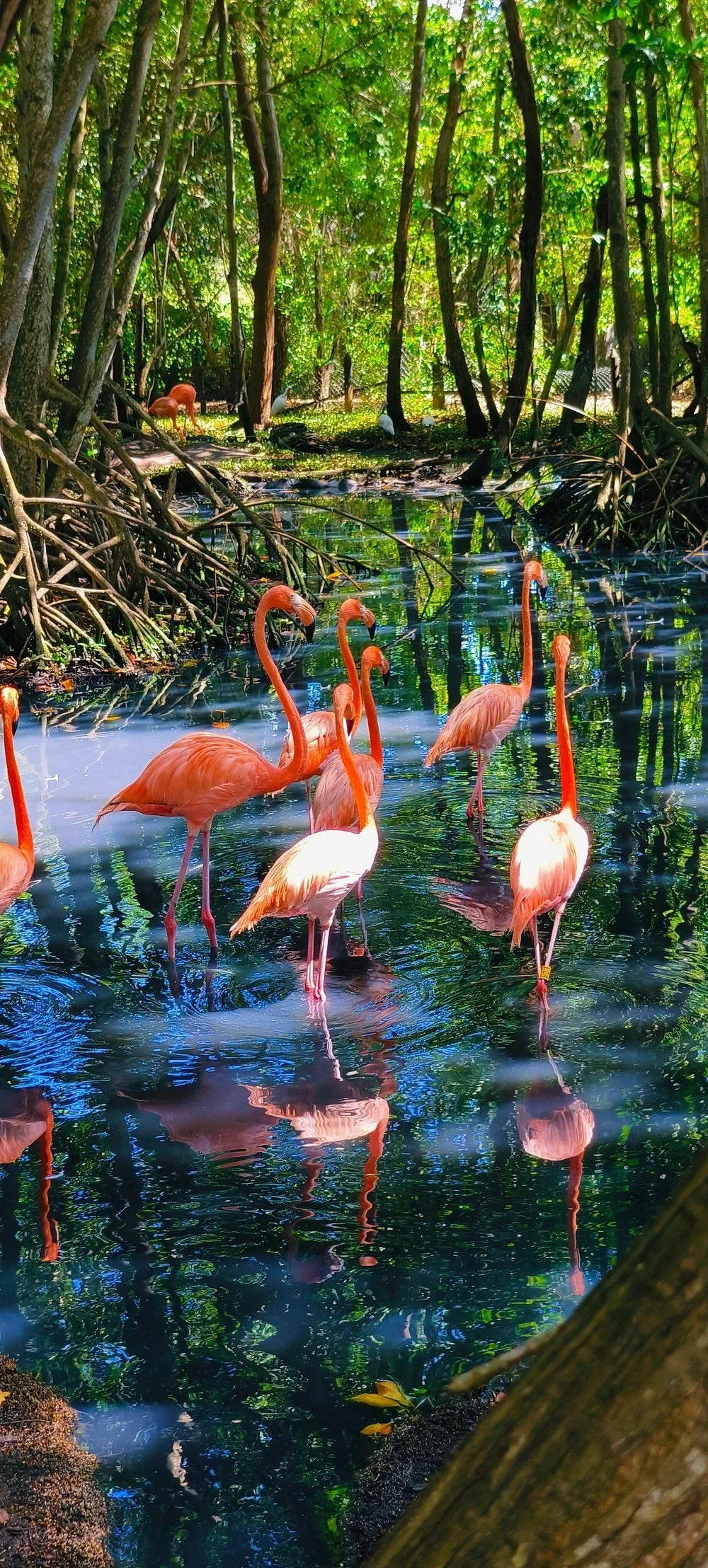 Espectáculo de aves para toda la familia