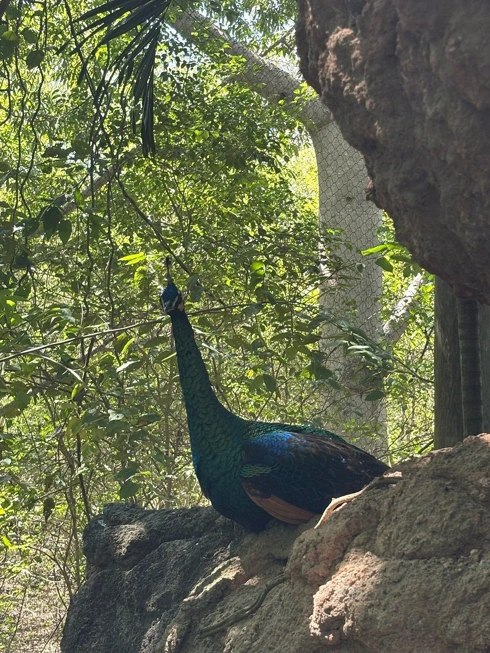 Un aviario y una playa en un paseo